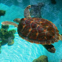 Swimming Hawksbill Turtle in the TAMAR research station of  Praia do Forte (weigth max. 100kg, length up to 0.9 meters)